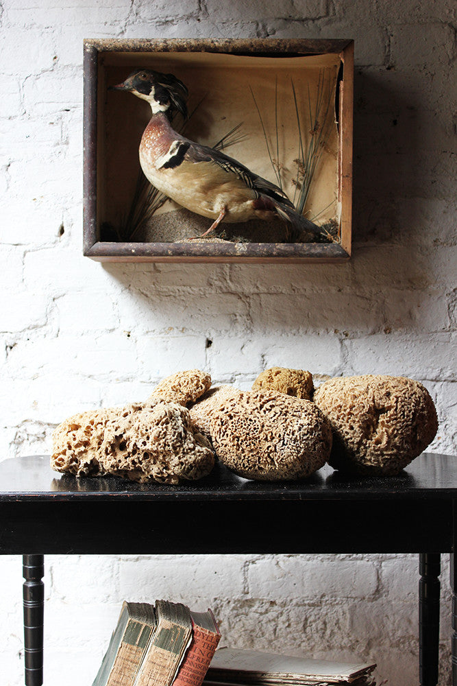 A Beautiful Early 20thC Collection of Nine Porifera/Sponge Specimens
