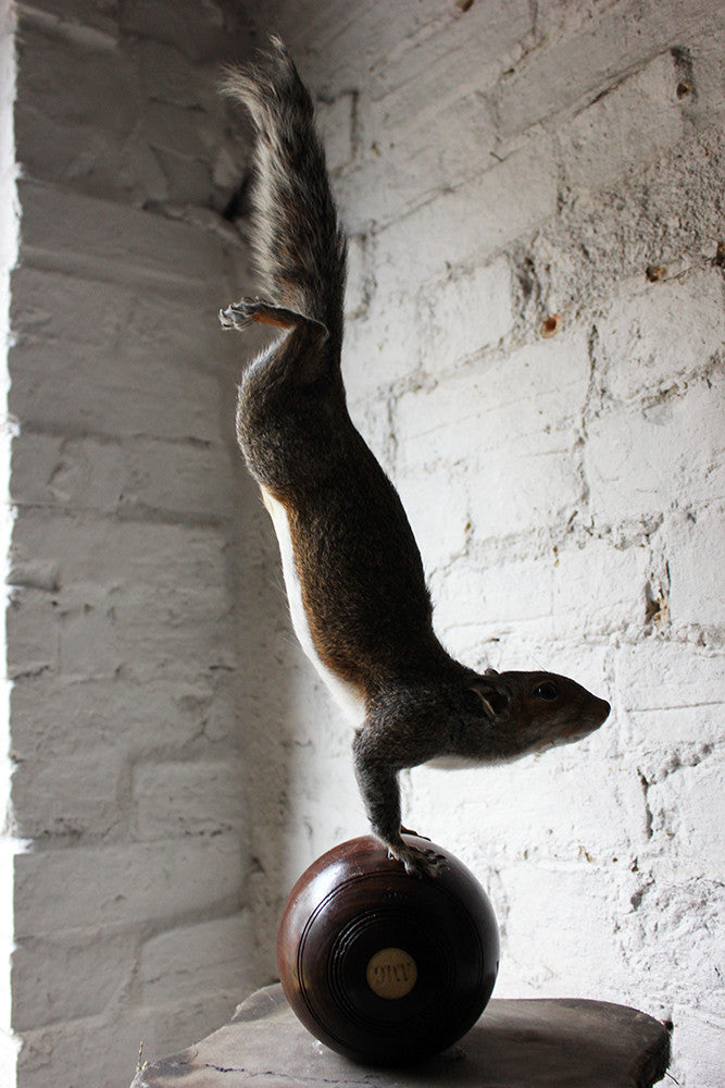 A Contemporary Taxidermy Squirrel Mounted on an Edwardian Period Bowling Bowl