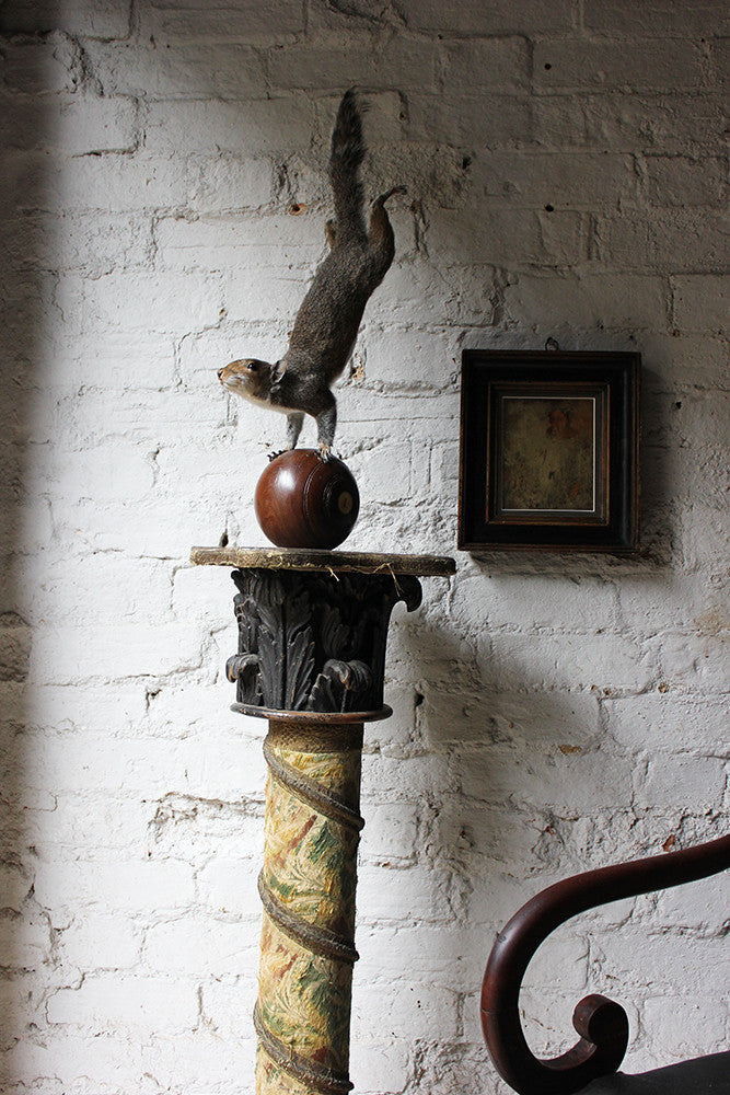 A Contemporary Taxidermy Squirrel Mounted on an Edwardian Period Bowling Bowl