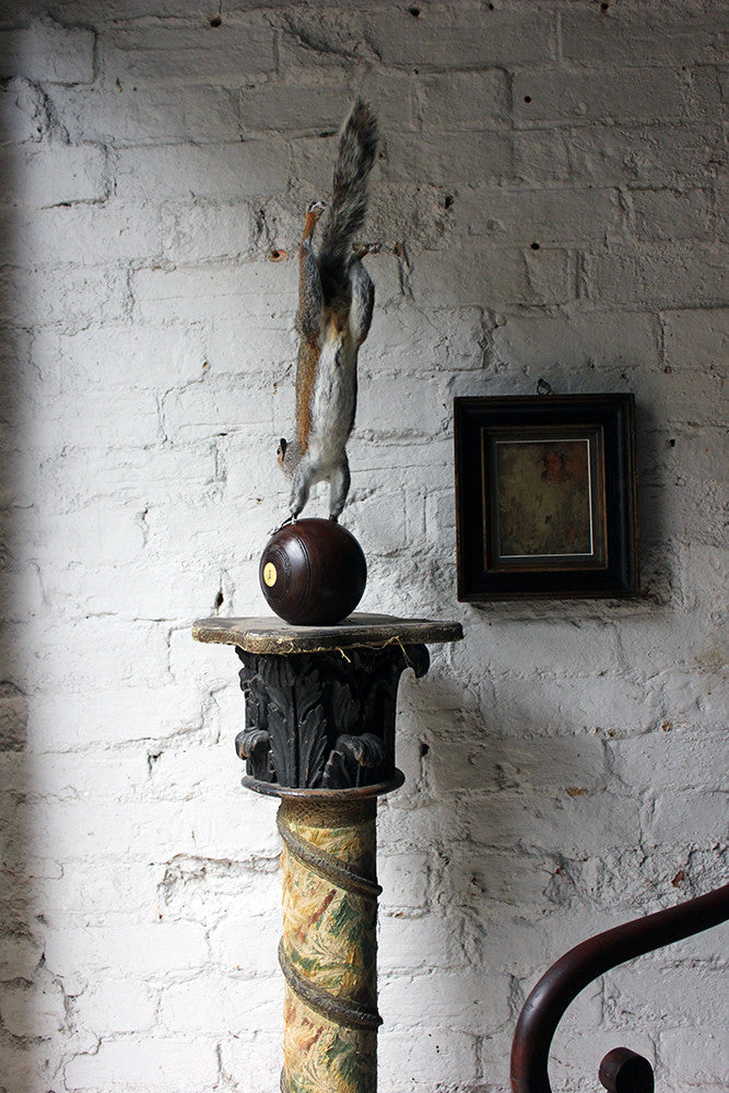 A Contemporary Taxidermy Squirrel Mounted on an Edwardian Period Bowling Bowl