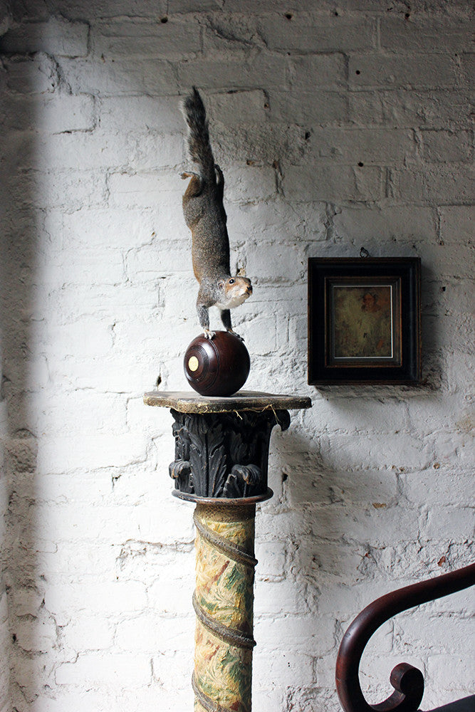 A Contemporary Taxidermy Squirrel Mounted on an Edwardian Period Bowling Bowl