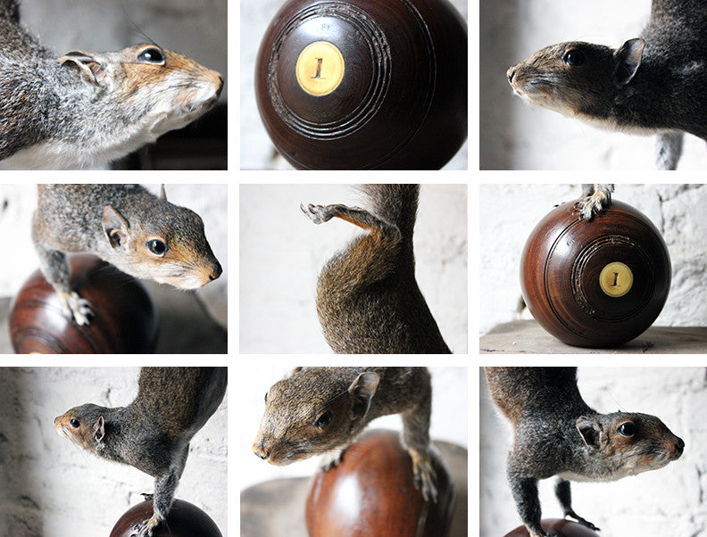 A Contemporary Taxidermy Squirrel Mounted on an Edwardian Period Bowling Bowl