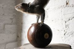 A Contemporary Taxidermy Squirrel Mounted on an Edwardian Period Bowling Bowl
