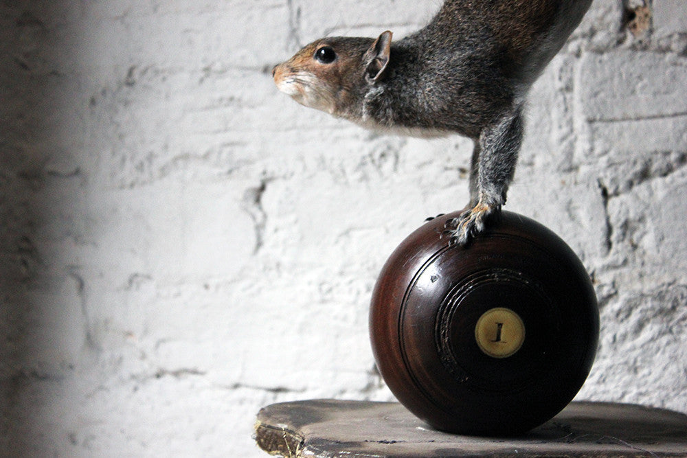 A Contemporary Taxidermy Squirrel Mounted on an Edwardian Period Bowling Bowl
