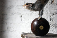 A Contemporary Taxidermy Squirrel Mounted on an Edwardian Period Bowling Bowl