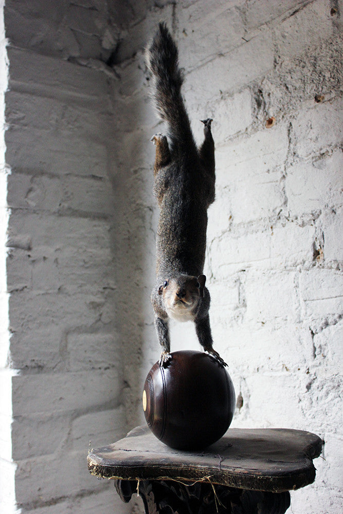 A Contemporary Taxidermy Squirrel Mounted on an Edwardian Period Bowling Bowl