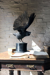 A Fine Contemporary Taxidermy Crow Mounted on an Edwardian Period Top Hat