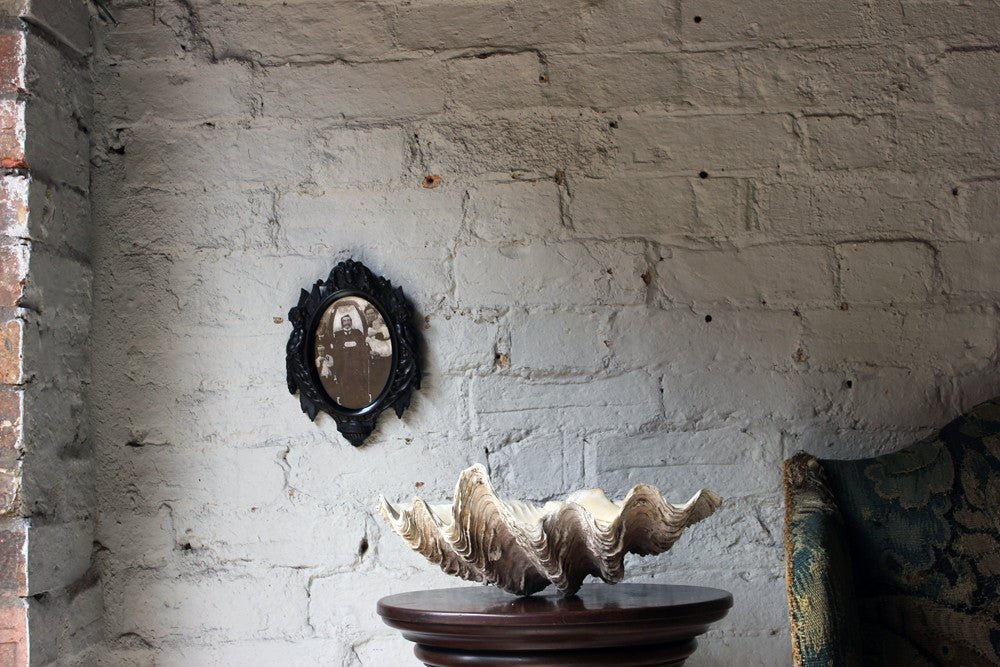 A Fine Natural History Specimen of a Giant Clam Shell