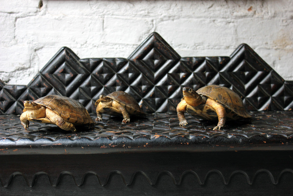 A Fine Trio of c.1890 Taxidermy Terrapins