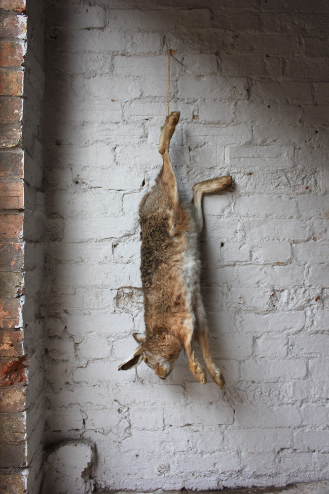 A Fine Contemporary Taxidermy Hare, Hung as Dead Game