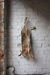 A Fine Contemporary Taxidermy Hare, Hung as Dead Game