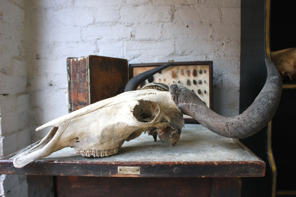 A Good Early 20thC Taxidermy Water Buffalo Skull & Horns