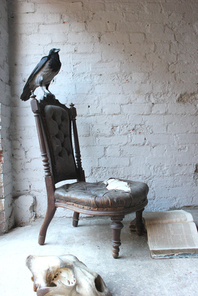 A Fine Contemporary Taxidermy Hooded Crow on a Victorian c.1880 Chair