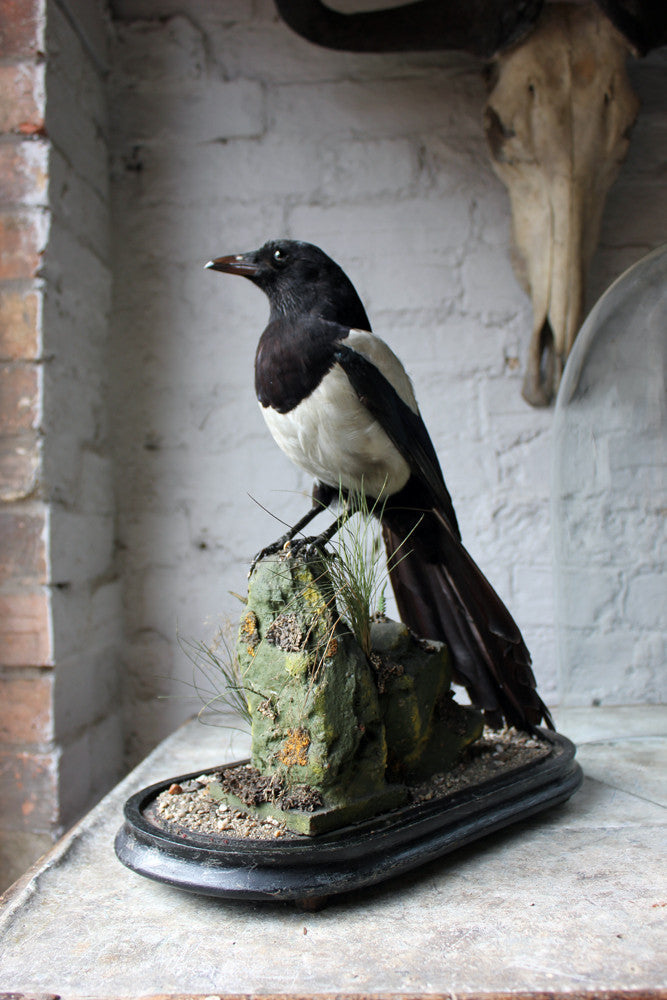 A Good Quality c.1940 Dome Cased Taxidermy Magpie on Ebonised Plinth