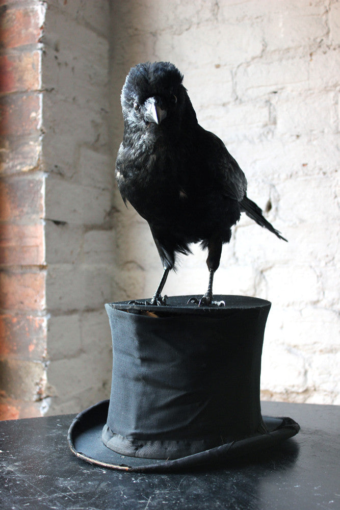 A Good Contemporary Taxidermy Crow Mounted on an Edwardian Period Top Hat
