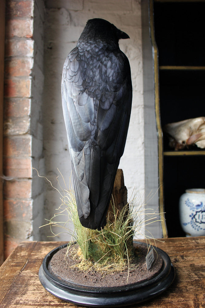 A Fine Quality Contemporary Taxidermy Crow on Ebonised Plinth