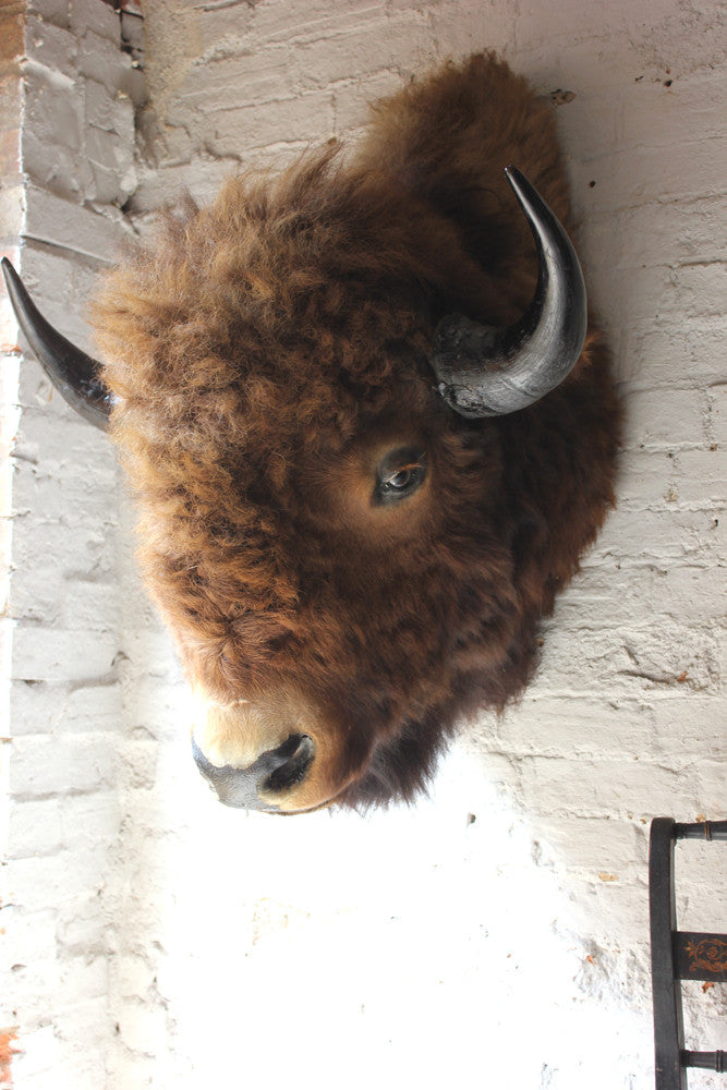 A Fine & Large Mid 20thC Taxidermy Bison Head & Shoulder Mount