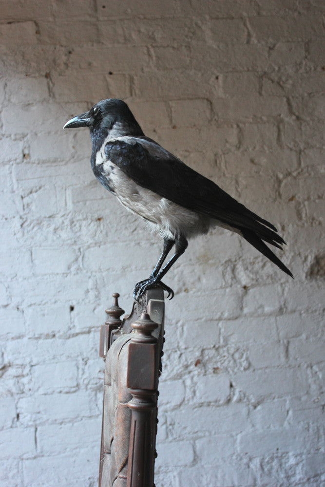 A Fine Contemporary Taxidermy Hooded Crow on a Victorian c.1880 Chair