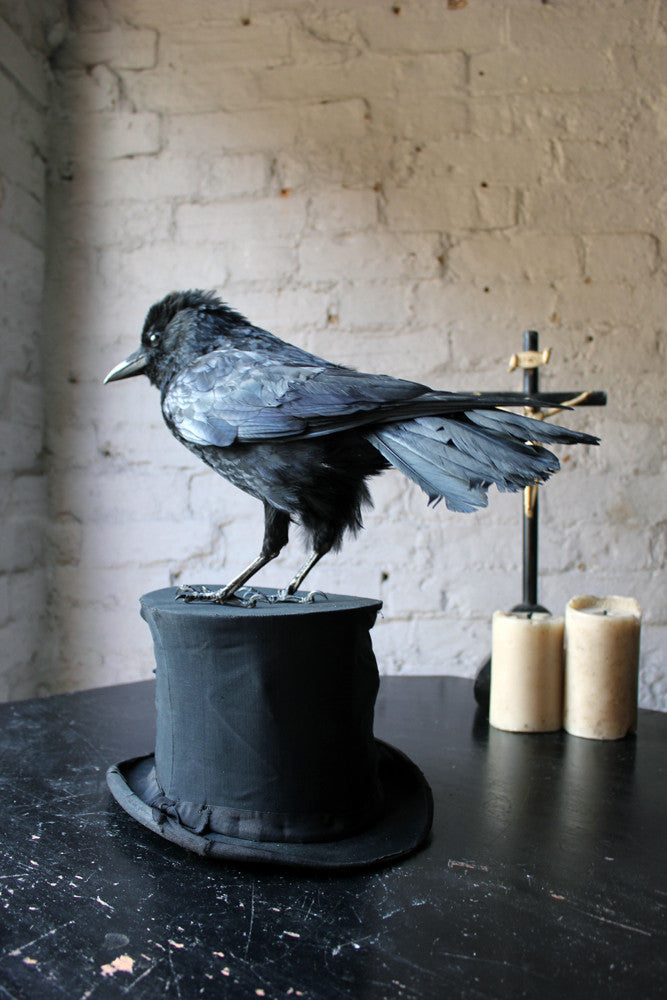 A Good Contemporary Taxidermy Crow Mounted on an Edwardian Period Top Hat