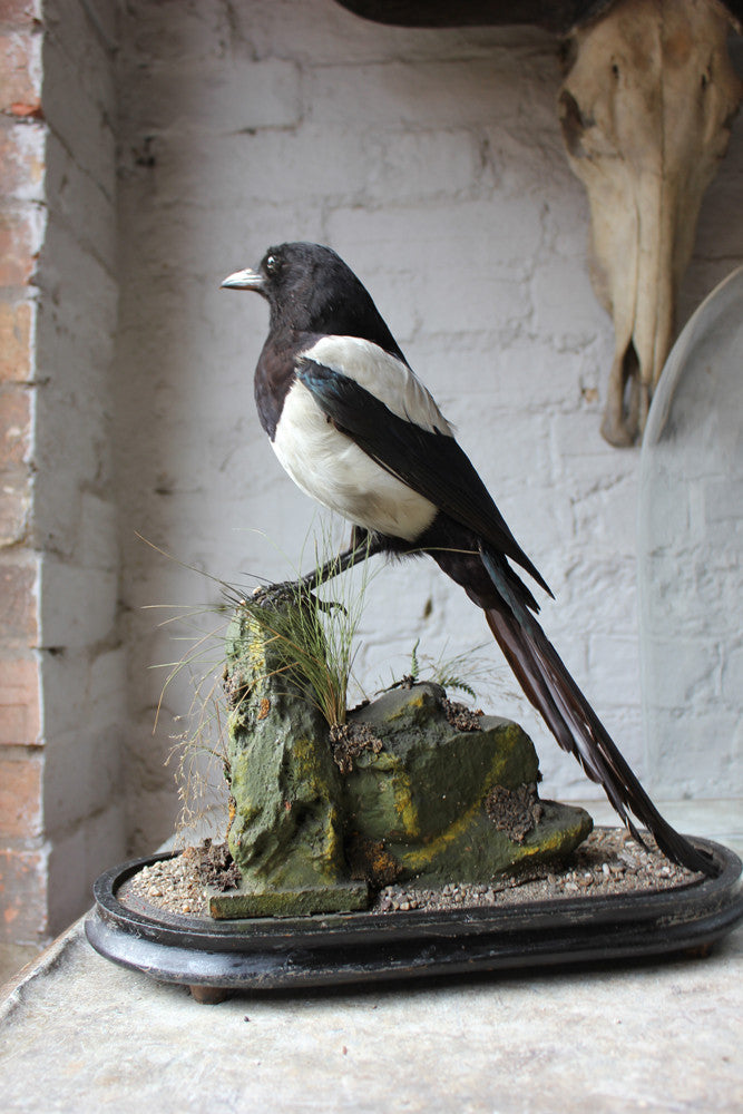A Good Quality c.1940 Dome Cased Taxidermy Magpie on Ebonised Plinth