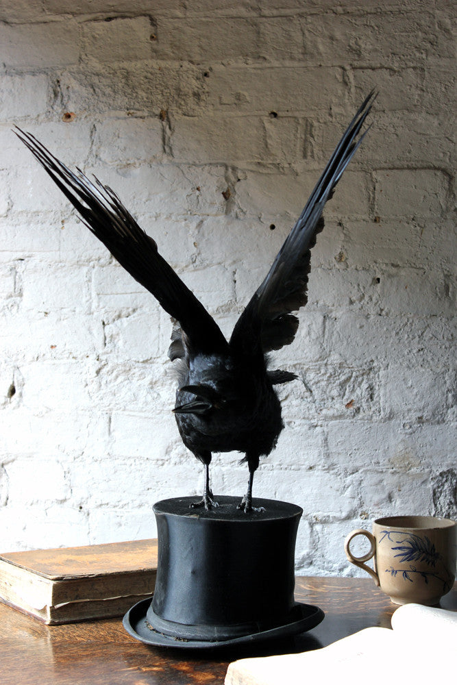 A Fine Contemporary Taxidermy Crow Mounted on an Edwardian Period Top Hat