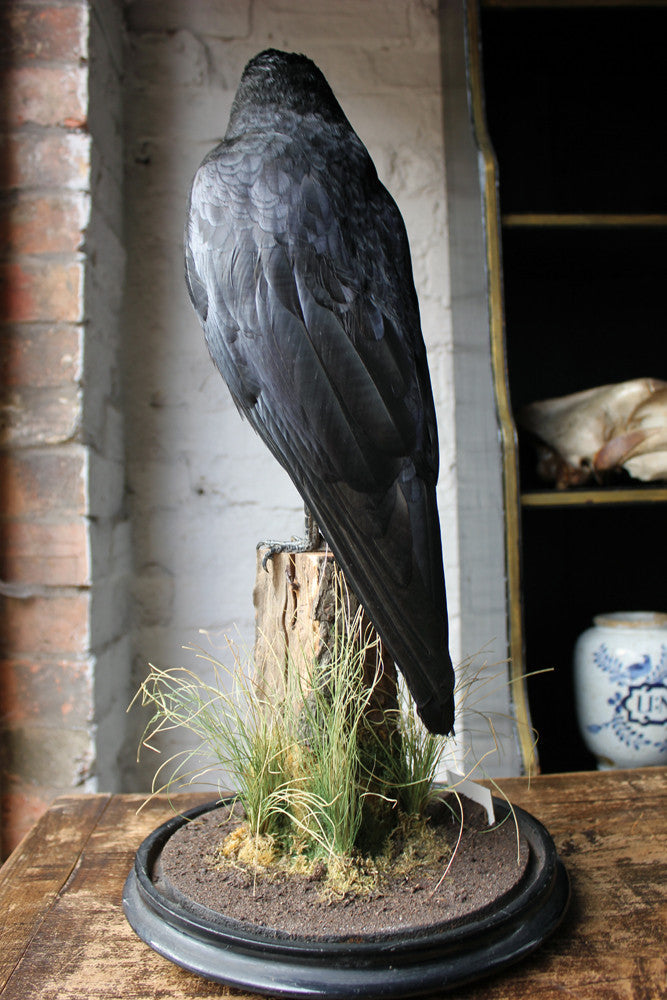 A Fine Quality Contemporary Taxidermy Crow on Ebonised Plinth