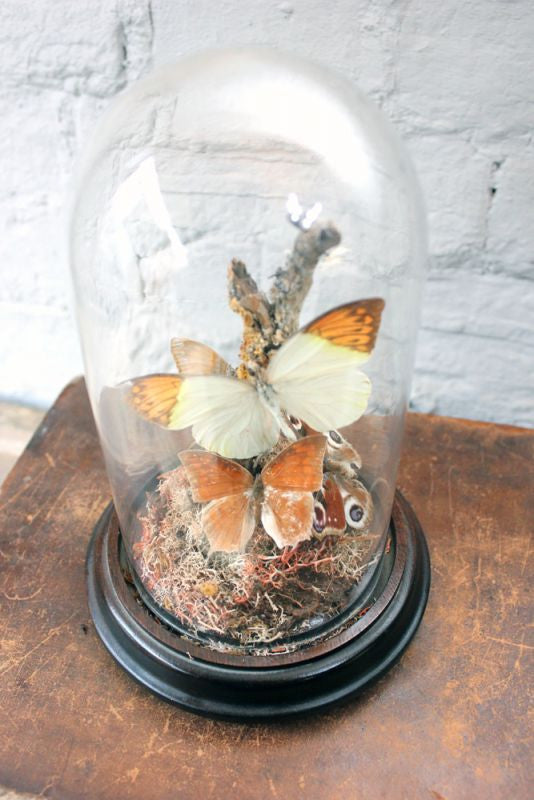 A Beautiful Mid 20thC Dome Cased Lepidopterists' Display