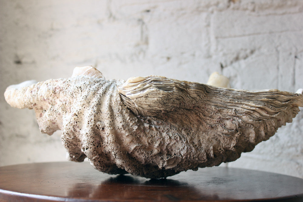 A Fine Natural History Specimen of a Giant Clam Shell