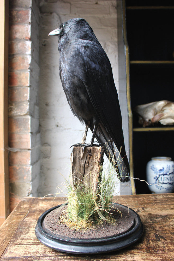 A Fine Quality Contemporary Taxidermy Crow on Ebonised Plinth