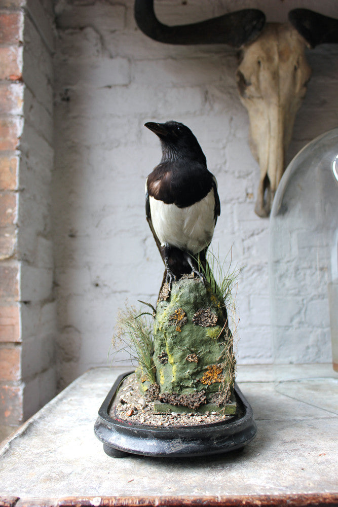 A Good Quality c.1940 Dome Cased Taxidermy Magpie on Ebonised Plinth