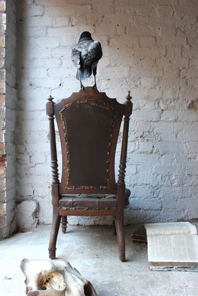 A Fine Contemporary Taxidermy Hooded Crow on a Victorian c.1880 Chair