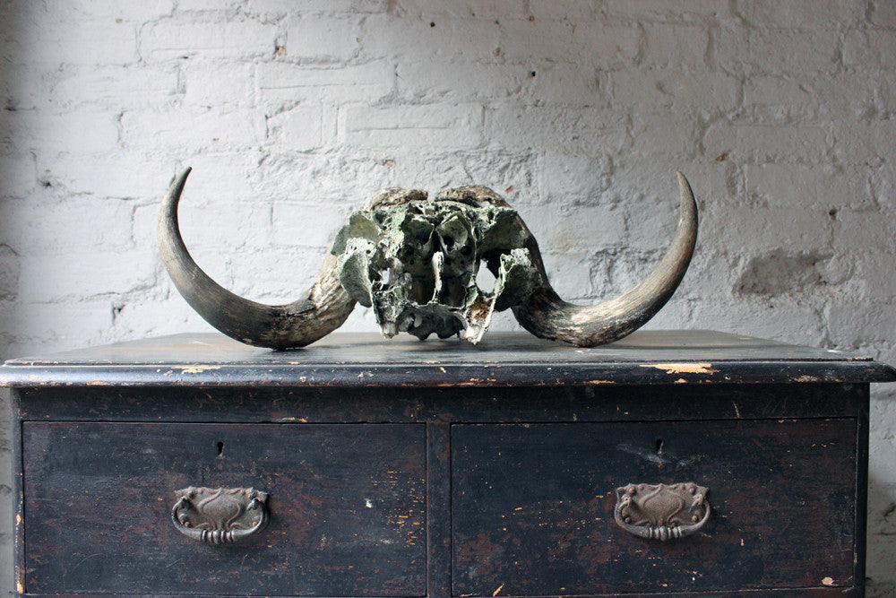 A Good Early 20thC Taxidermy Musk Ox Skull & Horns