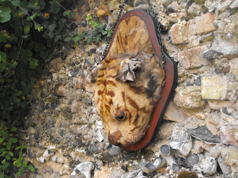 A c.1900 Taxidermy Mounted Tiger Head on Shield