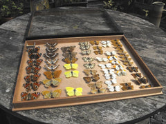 A Fine Early 20th Century Lepidopterist Display Case