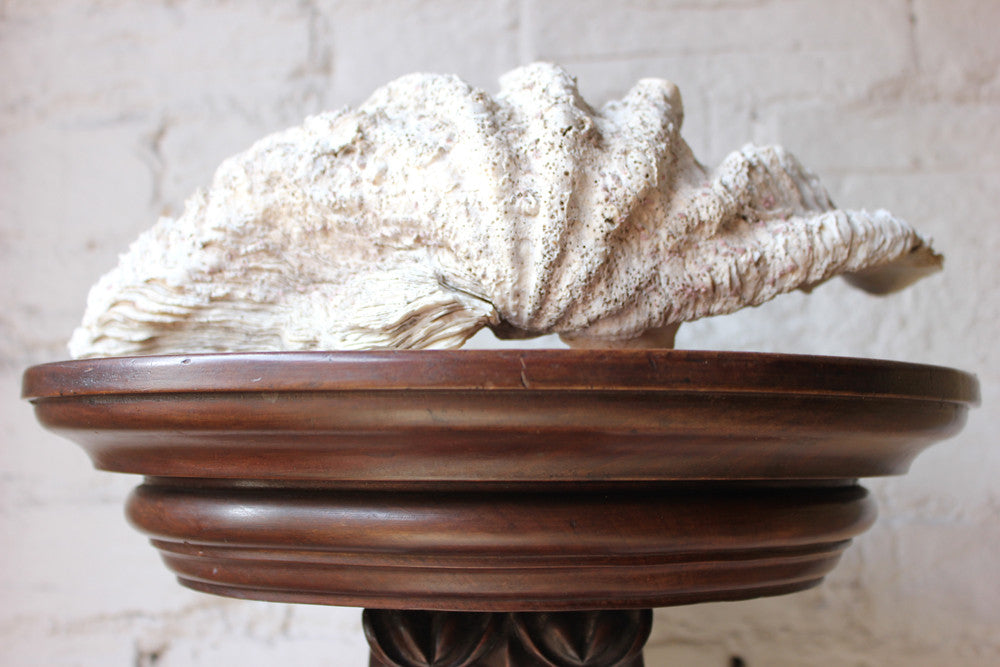 A Fine Natural History Specimen of a Giant Clam Shell