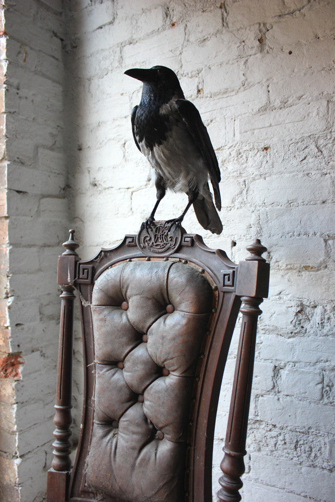 A Fine Contemporary Taxidermy Hooded Crow on a Victorian c.1880 Chair