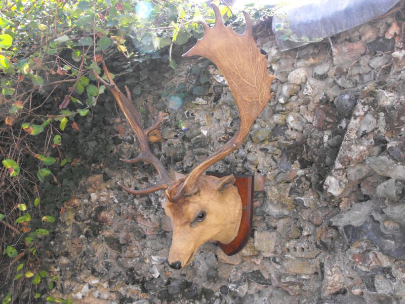 A Fine Vintage Taxidermy Fallow Deer Buck Head Mount on Hardwood Shield