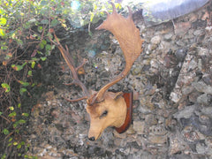 A Fine Vintage Taxidermy Fallow Deer Buck Head Mount on Hardwood Shield