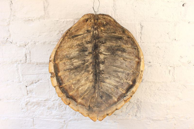 A Fine Early 20thC Antique Loggerhead Turtle Shell
