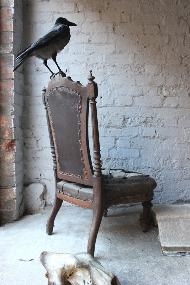 A Fine Contemporary Taxidermy Hooded Crow on a Victorian c.1880 Chair