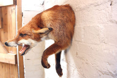 A Good Quality Open Mounted Mid 20thC Taxidermy Fox Mask & Forequarters