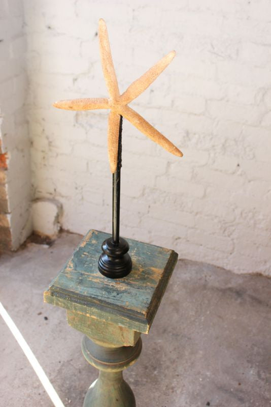 A Decorative Early 20thC Mounted Natural History Specimen of a Starfish