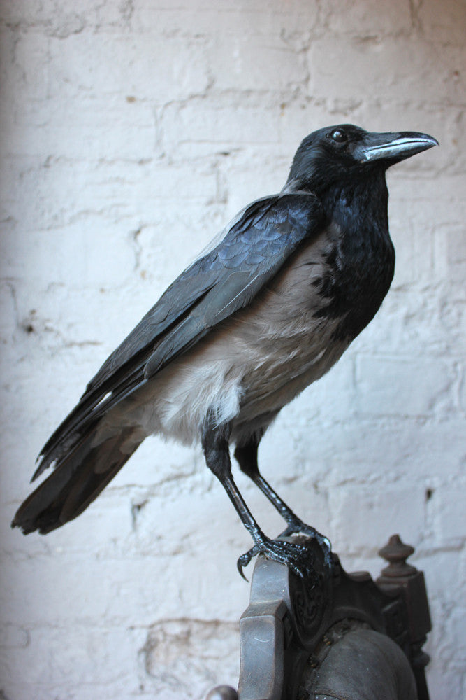 A Fine Contemporary Taxidermy Hooded Crow on a Victorian c.1880 Chair