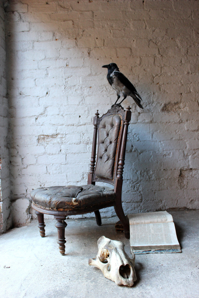 A Fine Contemporary Taxidermy Hooded Crow on a Victorian c.1880 Chair