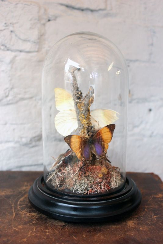 A Beautiful Mid 20thC Dome Cased Lepidopterists' Display