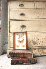 A Fine Mid 20thC Lepidopterist's Shadow Boxed Display of Silk Moths
