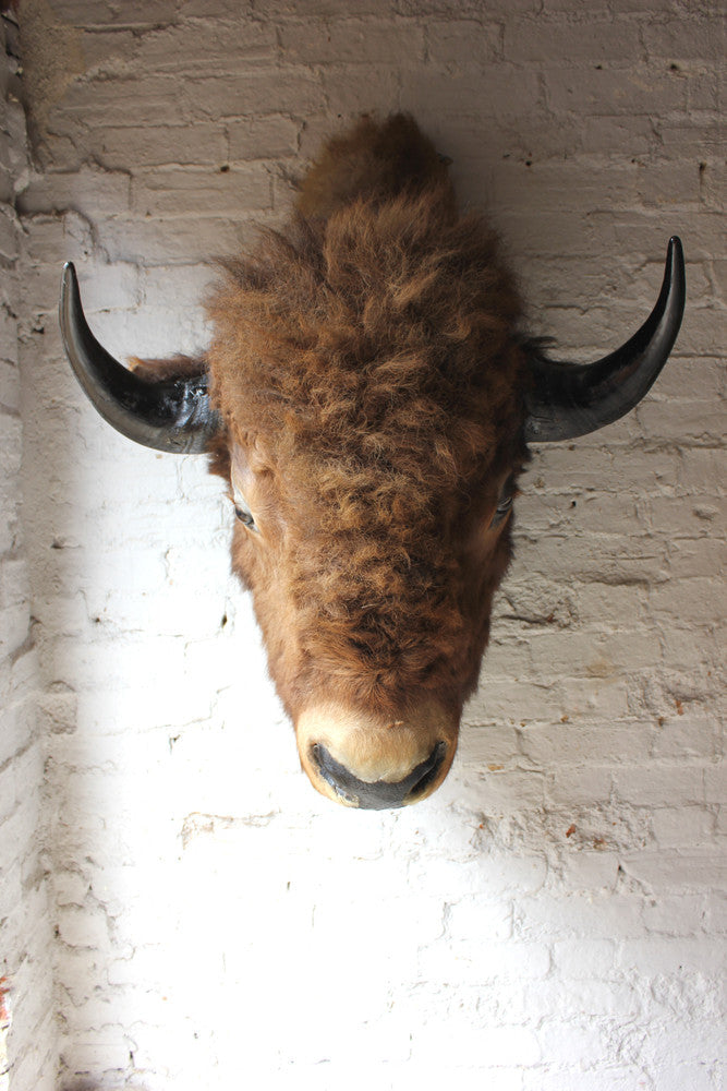 A Fine & Large Mid 20thC Taxidermy Bison Head & Shoulder Mount