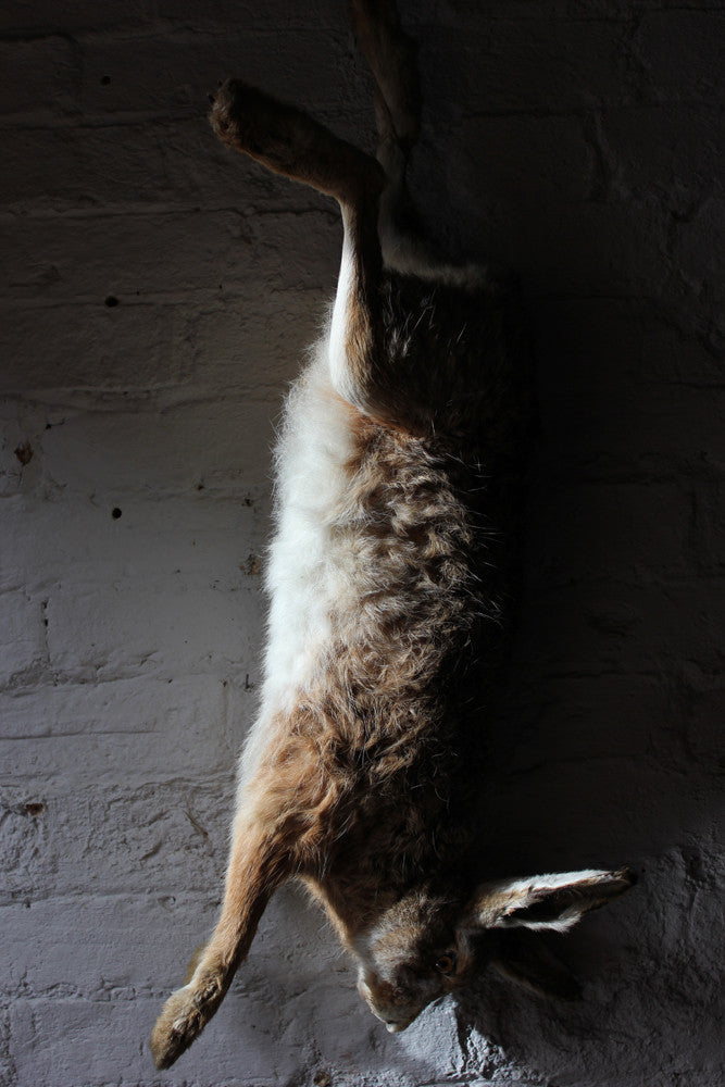 A Fine Contemporary Taxidermy Hare, Hung as Dead Game