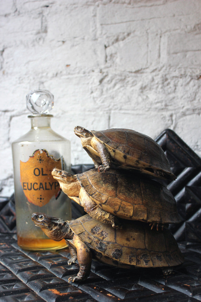 A Fine Trio of c.1890 Taxidermy Terrapins