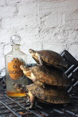 A Fine Trio of c.1890 Taxidermy Terrapins